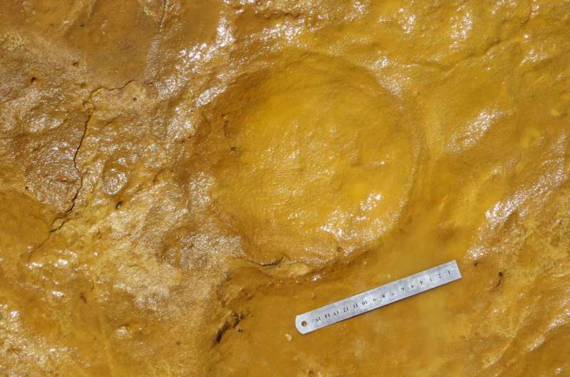 Fossilized footprints reveal prehistoric elephant nursery