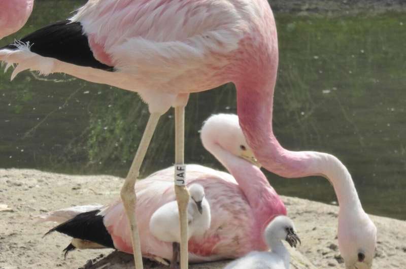 Fostered flamingos just as friendly