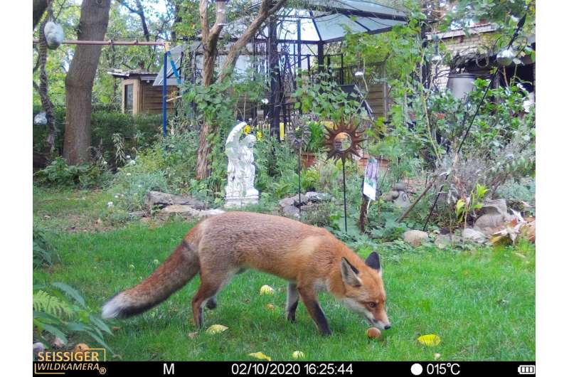 Foxes, racoons, stone martens and domestic cats got along in Berlin before and during COVID lockdowns