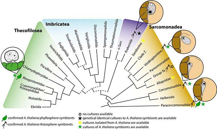 Plant pathogen evades immune system by targeting the microbiome