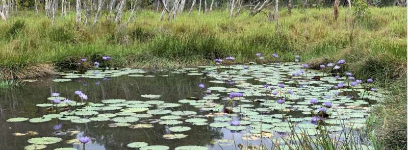 Fresh concerns for wetland springs