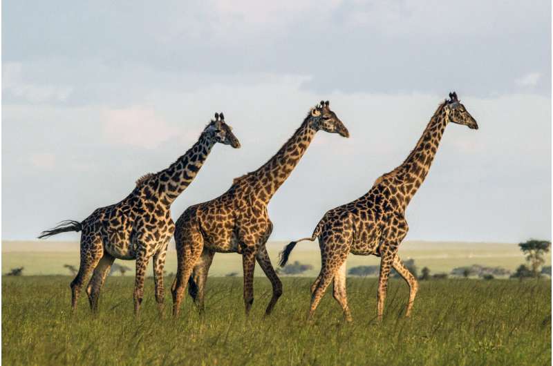 Friends matter: Giraffes that group with others live longer