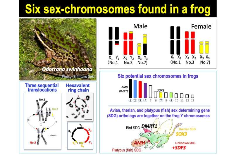 Frog species with 6 sex chromosomes offer new clues on evolution of complex XY systems