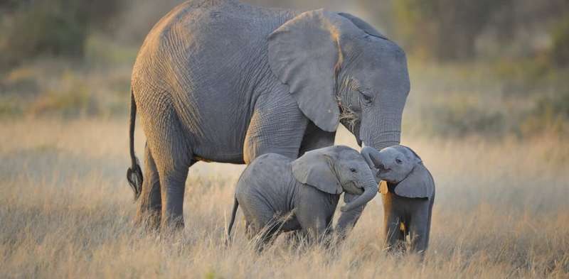 From baby blue-tongues to elephant doulas: motherhood across the animal kingdom