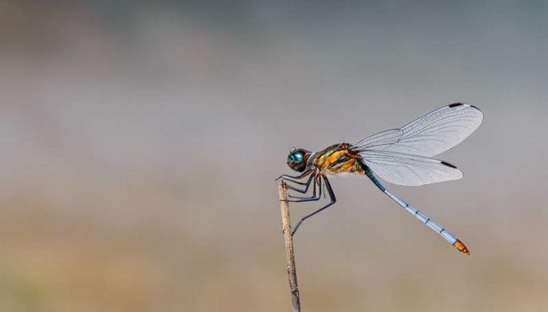 From dragonflies to kingfishers: the science behind nature's brilliant blues