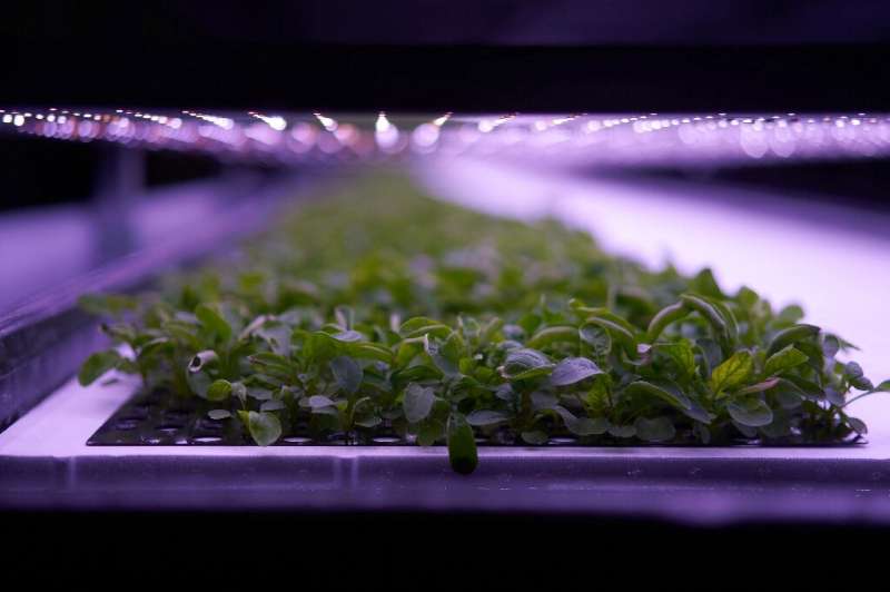 From floor to ceiling, produce grows in layered racks at the vertical farm opened by Nordic Harvest in a massive warehouse in a 