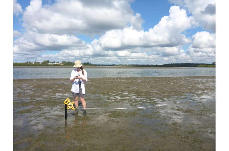 From grey to green: using seagrass instead of seawalls to keep our shorelines where they are
