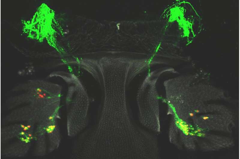 Fruit flies can regenerate their hearing cells — can that help people?