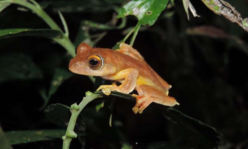 Funding front-line action for the world’s forgotten frogs
