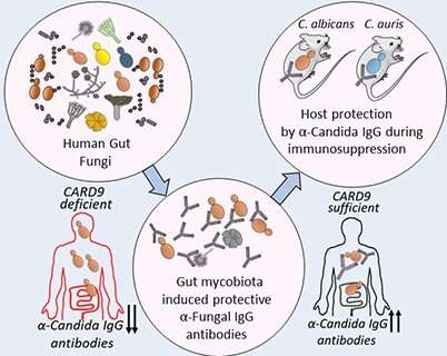 Fungi in the gut prime immunity against infection