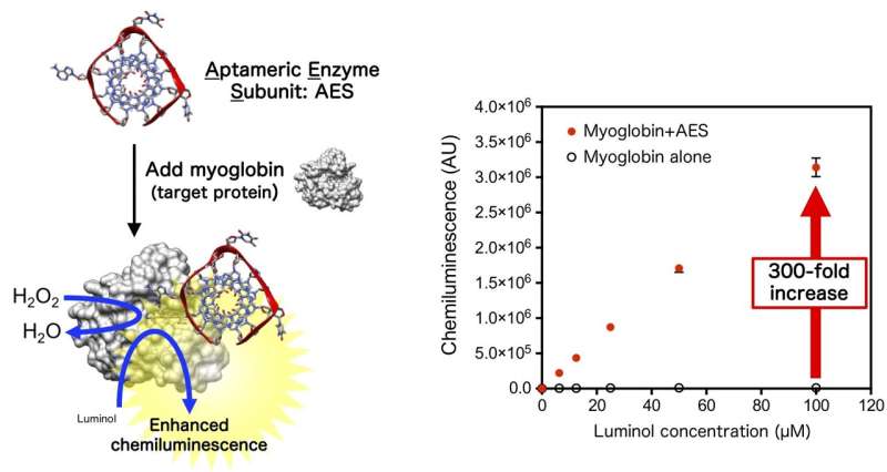 G-quadruplex-forming DNA molecules enhance enzymatic activity of myoglobin