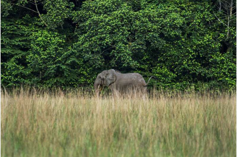 Gabon is last bastion of endangered African forest elephants