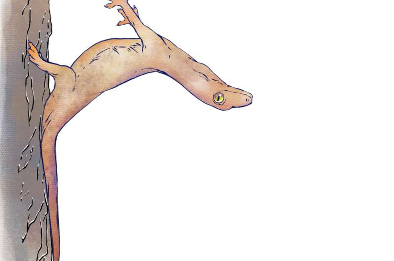 Geckos glide, crash-land, but don’t fall thanks to tail