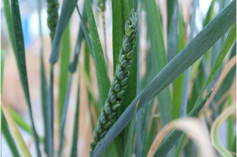 Gene-editing discovery yields high promise for wheat fertility in a changing climate