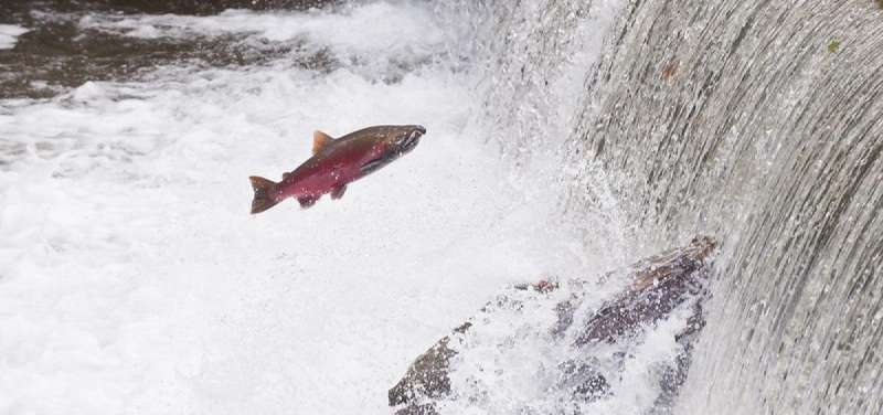 Genetic analysis reveals differences in mate choice between wild and hatchery coho salmon