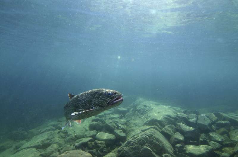 Genetic mapping boosts hopes for restoring prized lake trout