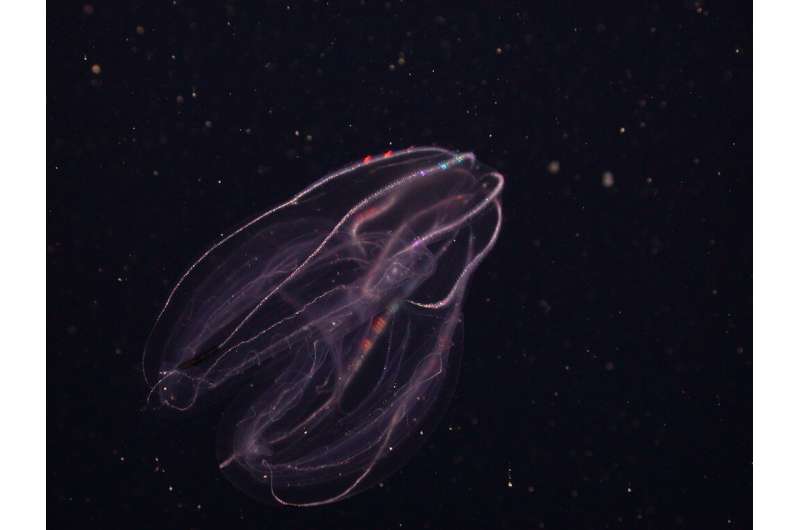 Genetic probes give new clues about the stunning diversity of comb jellies
