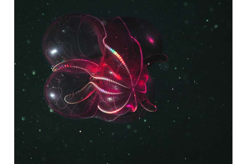 Genetic probes give new clues about the stunning diversity of comb jellies