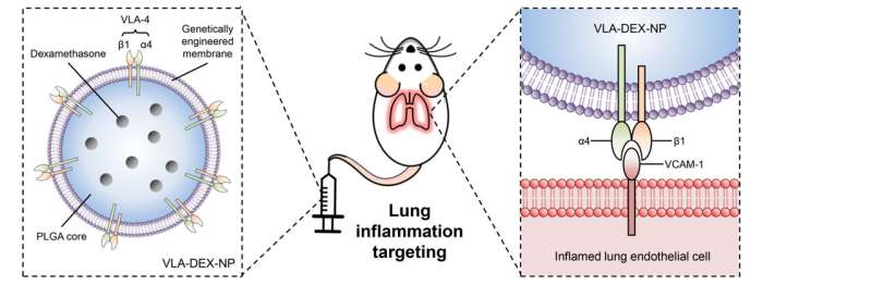 Genetically engineered nanoparticle delivers dexamethasone directly to inflamed lungs
