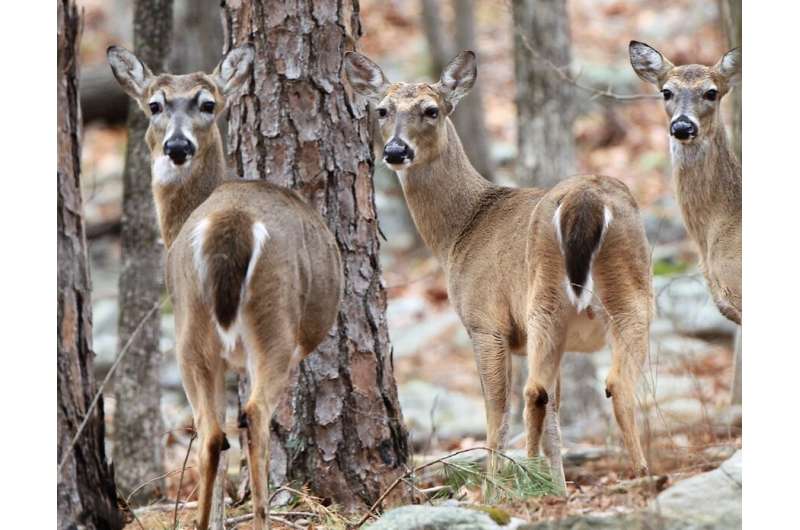 Geneticists discover historic legacy of white-tailed deer in Arkansas