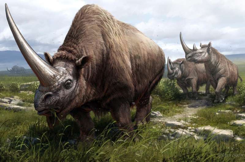 Geneticists map the rhinoceros family tree
