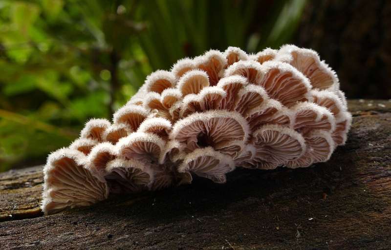 Geneticists pick mushrooms and discover package deals on mutations