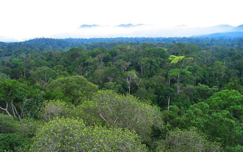 Genetics of rainforest tree reveal its past and possible future