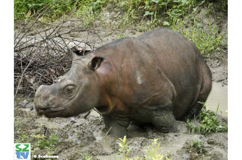 Genome sequencing delivers hope and warning for the survival of the Sumatran rhinoceros