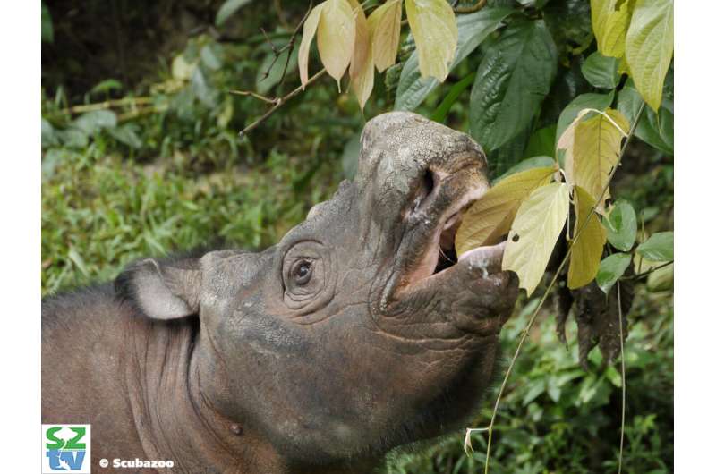 Genome sequencing delivers hope and warning for the survival of the Sumatran rhinoceros