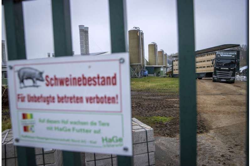 German farm to cull 4,000 pigs after swine fever detected