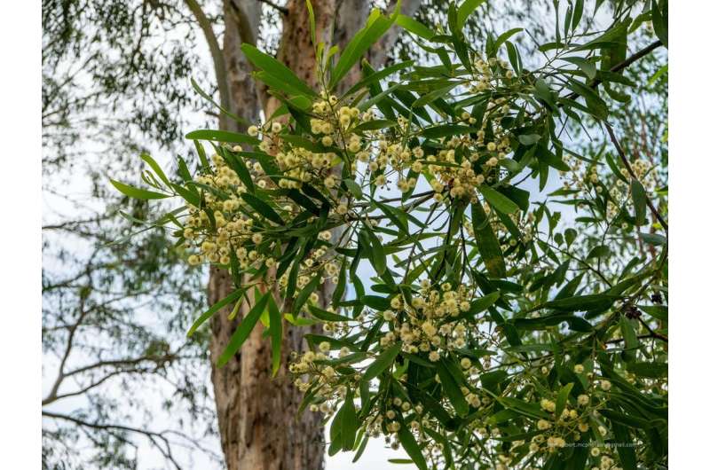 Get to know blackwood better: a magnificent timber and a tough, towering wattle that can survive landslides