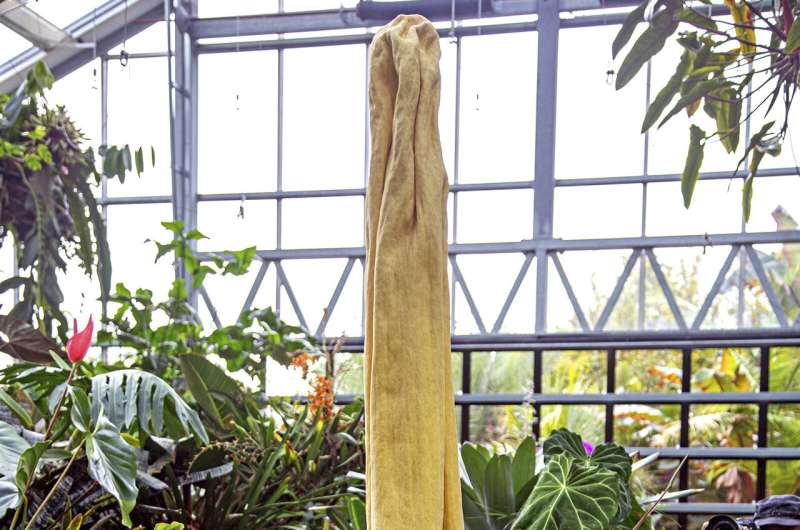 Giant 'corpse plant' draws crowds in Southern California