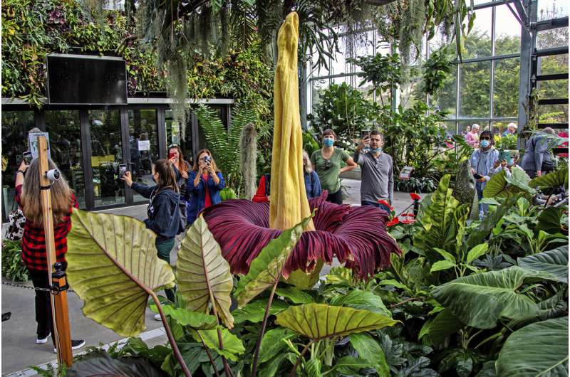 Giant 'corpse plant' draws crowds in Southern California