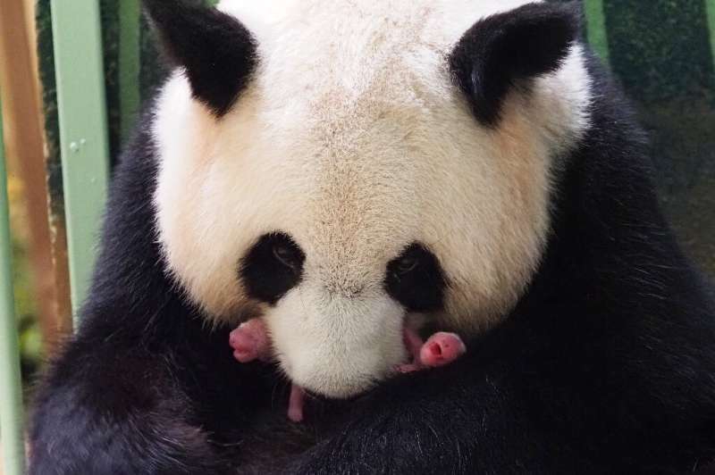 Giant panda Huan Huan, which means &quot;Happy&quot; in Chinese, has given birth to twins at the Beauval Zoo in Saint-Aignan-sur
