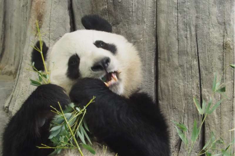 Giant pandas' distinctive black and white markings provide effective camouflage, study finds