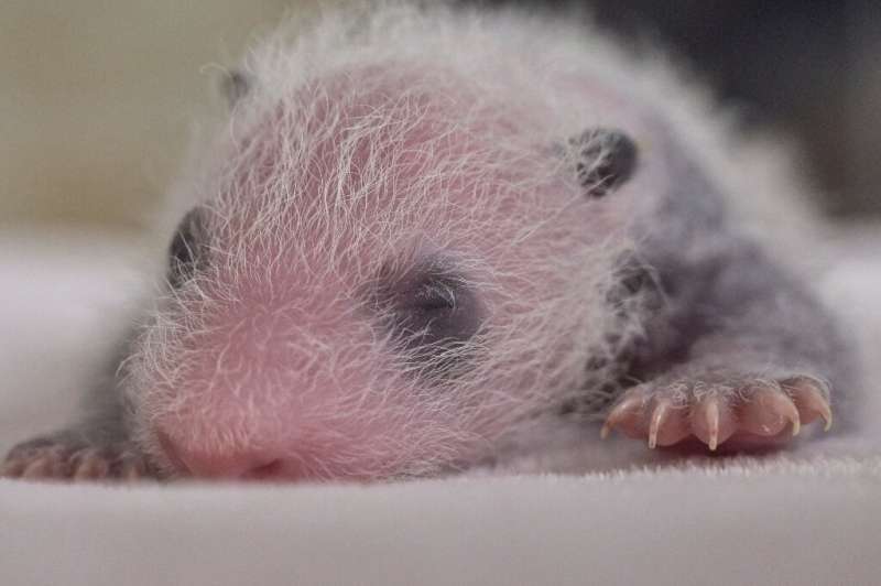 Giant step for panda kind: The birth of twin cubs is a 'great contribution' for the conservation of the species