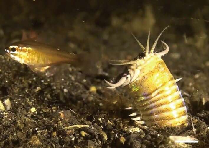 Giant predatory worms roamed the seafloor until 5.3 million years ago