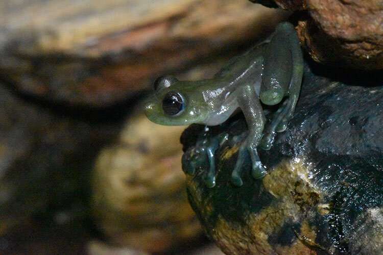 Glass frogs living near roaring waterfalls wave hello to attract mates