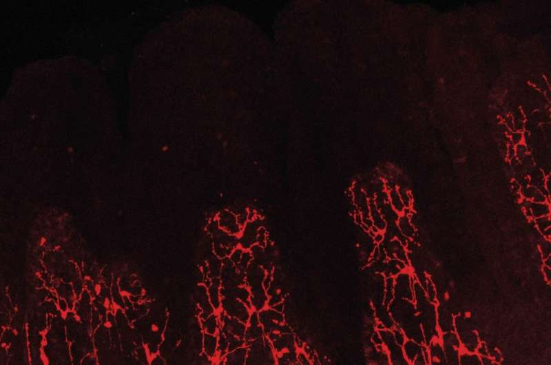 Glial cells crucial to maintaining healthy gut immunity