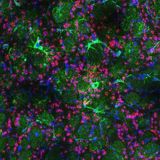 Glial cells help mitigate neurological damage in Huntington's disease