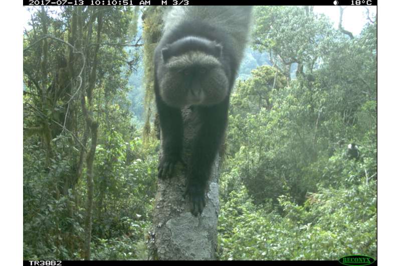 Global team of wildlife researchers furthers study of elusive, tree-dwelling animals