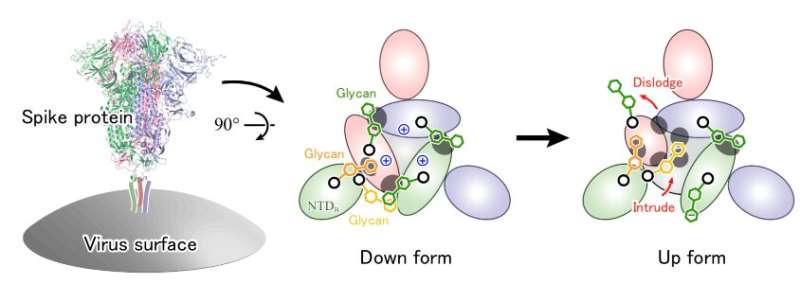 Glycans are crucial in COVID-19 infection