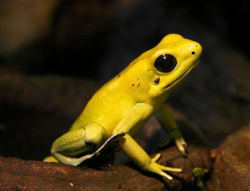 Golden poison frog, Phyllobates terribilis