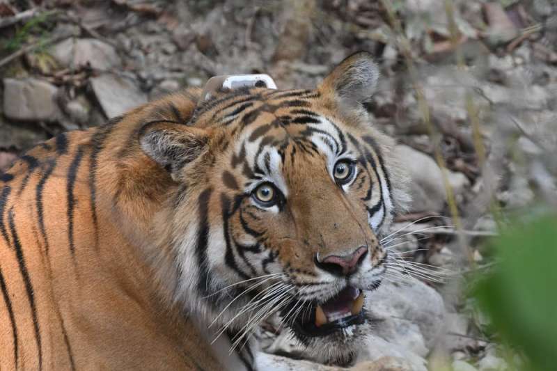 GPS tracking could help tigers and traffic coexist in Asia
