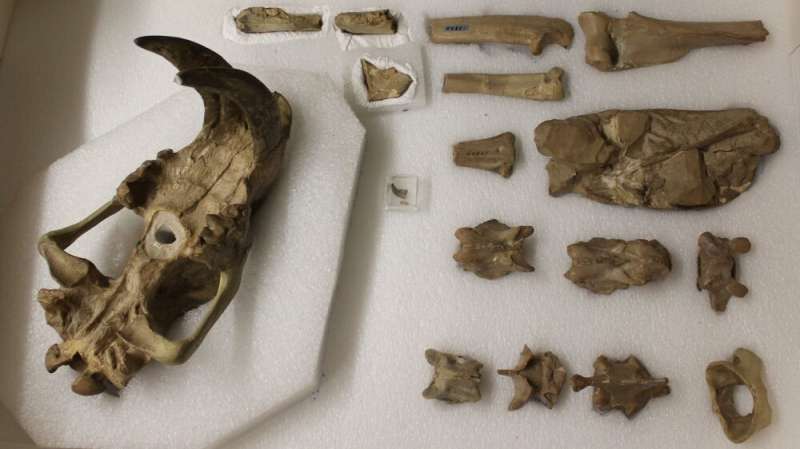 Grad student finds a new saber-toothed species in a museum collection