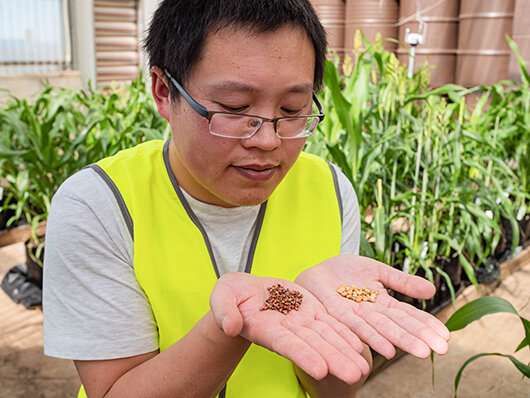 Grain size discovery boosts sorghum potential