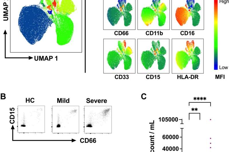 Granulocytes may weaken immune response in connection with COVID-19