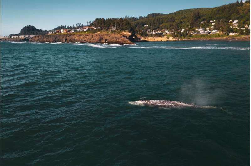 gray whales