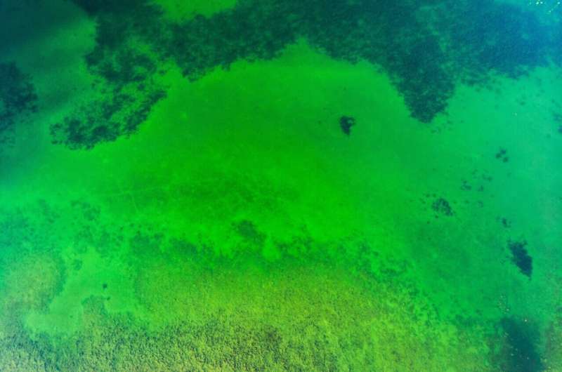 green algae