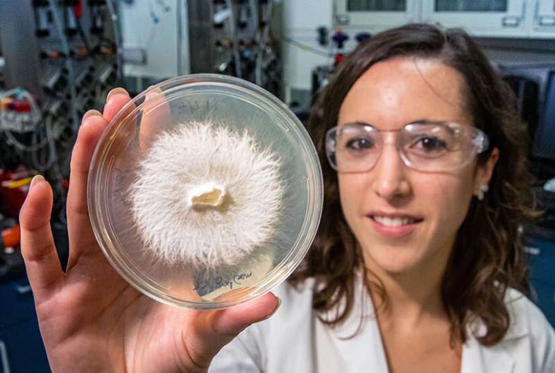 Groundbreaking Research into White-Rot Fungi Proves Its Value in Carbon Sequestration from Lignin